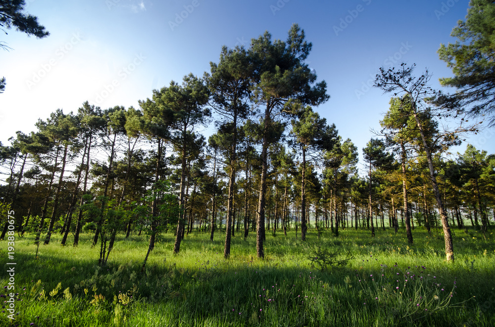 Sunset Or Sunrise In Forest Landscape. Sun Sunshine With Natural Sunlight And Sun Rays Through Woods Trees In Summer Forest. Beautiful Scenic View. Sunset Or Sunrise In Forest Landscape. Sun Sunshine With Natural Sunlight And Sun Rays Through Woods Trees In Summer Forest. Beautiful Scenic View.