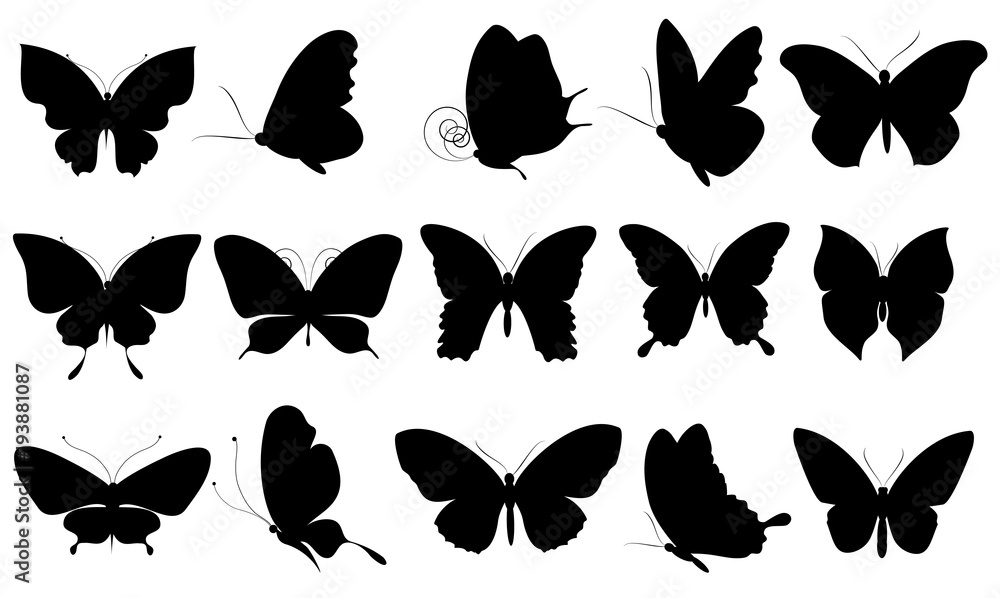 black butterfly, isolated on a white black butterfly, isolated on a white