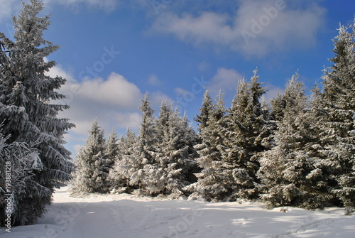 Pejzaż zimowy lasu