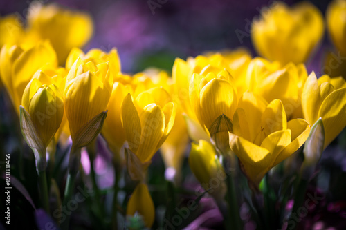 Macro of shiny crocus 