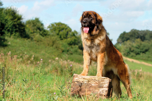 Typical Leonberger dog photo