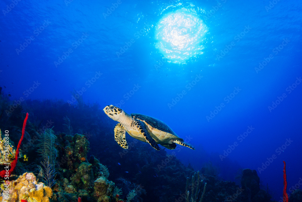 Obraz premium A hawksbill turtle enjoys cruising through his underwater domain above a pristine tropical reef. The coral grows under the sun that can be seen in the sky through the blue ocean