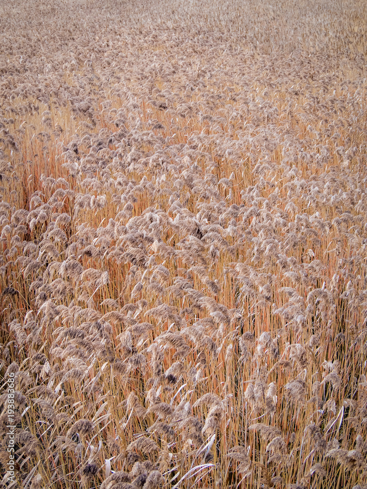 Fototapeta premium A wheat field