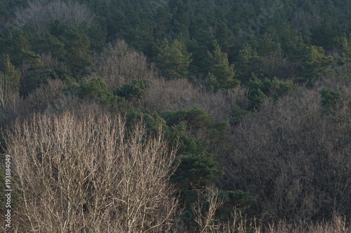 Wald in Vogelperspektive