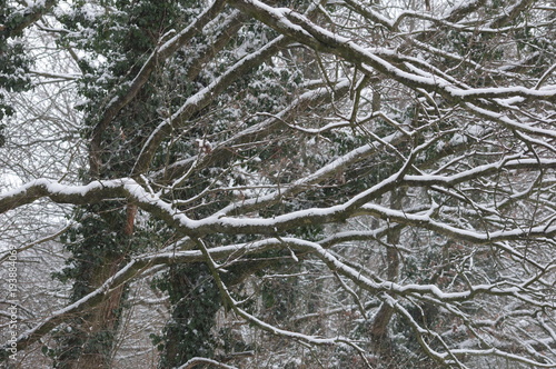 Branches of trees covered with snow in winter 1