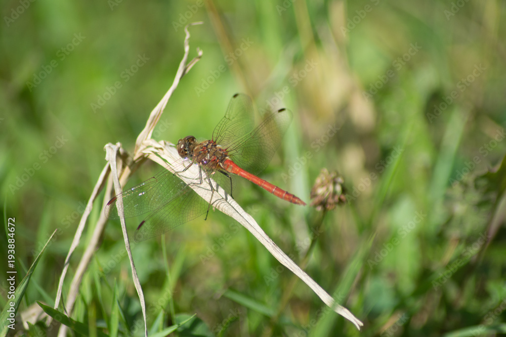 dragonfly dragonfly