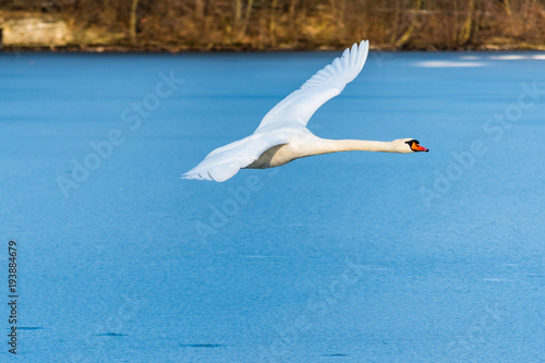 Swan flying over the frozen lake