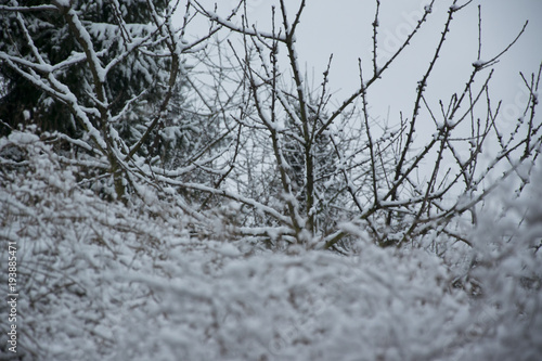 snowy branches in cold winter