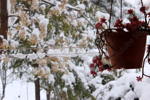 vaso pensile con fiori con sfondo innevato