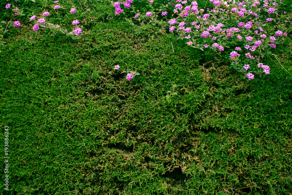 Wall. Green living wall with pink flowers.