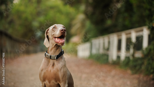 Weimaraner dog outdoor portrait sitting by nature trail