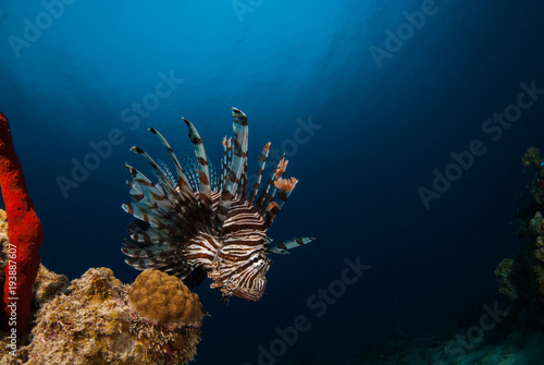 An invasive lionfish in the Caribbean is stalking its prey for its next meal. This invasive species is causing damage to the environment by eating local fish stocks too much