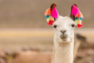 Sierkussen Lama Lama in Andesgebergte Bolivia  © Agata Kadar
