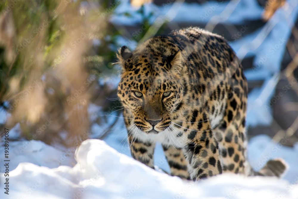 Obraz premium far Eastern leopard in winter the predator is a dangerous animal