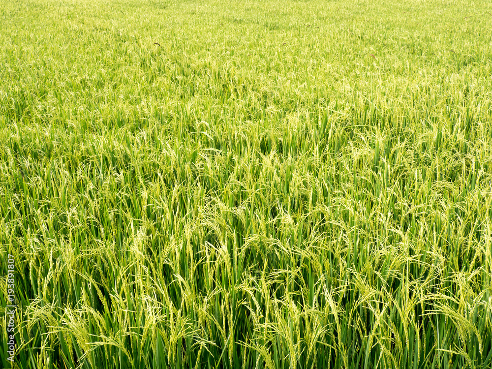 Paddy fields in the summer. Paddy fields in the summer.