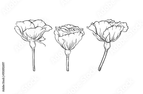 beautiful black and white rose isolated on background. design greeting card and invitation of the wedding, birthday, Valentine s Day, mother s day, holiday.