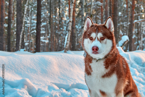 Fototapeta Naklejka Na Ścianę i Meble -  Beautiful husky dog in winter forest. Portrait handsome red siberian husky.