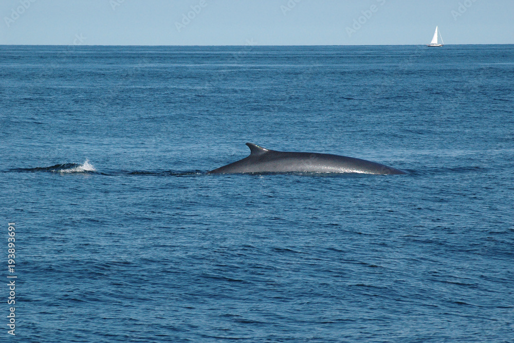 Fototapeta premium Finback whale breaching