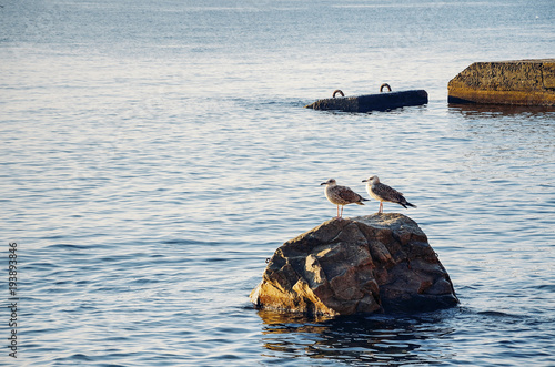  gulls is sitting on the stone on the sea sunrise