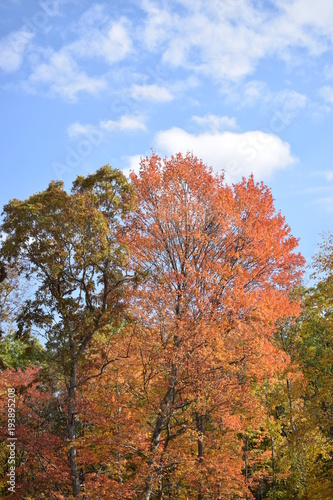 Fall Trees 