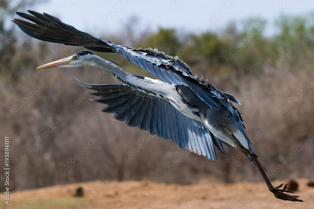 Grey Heron arrival...... Grey Heron arrival......