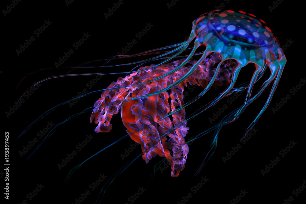 Fototapeta premium Niebiesko-czerwona meduza na czerni - Meduza oceaniczna wyszukuje zdobycz i używa swoich trujących macek, aby ujarzmić zwierzęta, na które poluje.