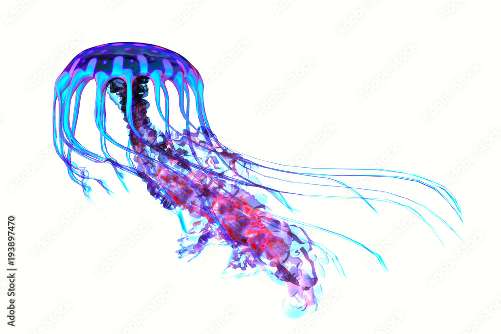 Naklejka premium Blue Red Jellyfish - Meduza oceaniczna wyszukuje zdobycz ryb i używa swoich trujących macek, aby ujarzmić zwierzęta, na które poluje.