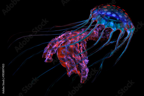 Blue Red Jellyfish on Black - The ocean jellyfish searches for fish prey and uses its poisonous tentacles to subdue the animals it hunts. photo