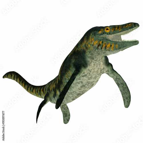 Tylosaurus Marine Reptile on White - Tylosaurus was a carnivorous marine reptile that lived in the North America Western Interior Seaway during the Cretaceous Period. photo