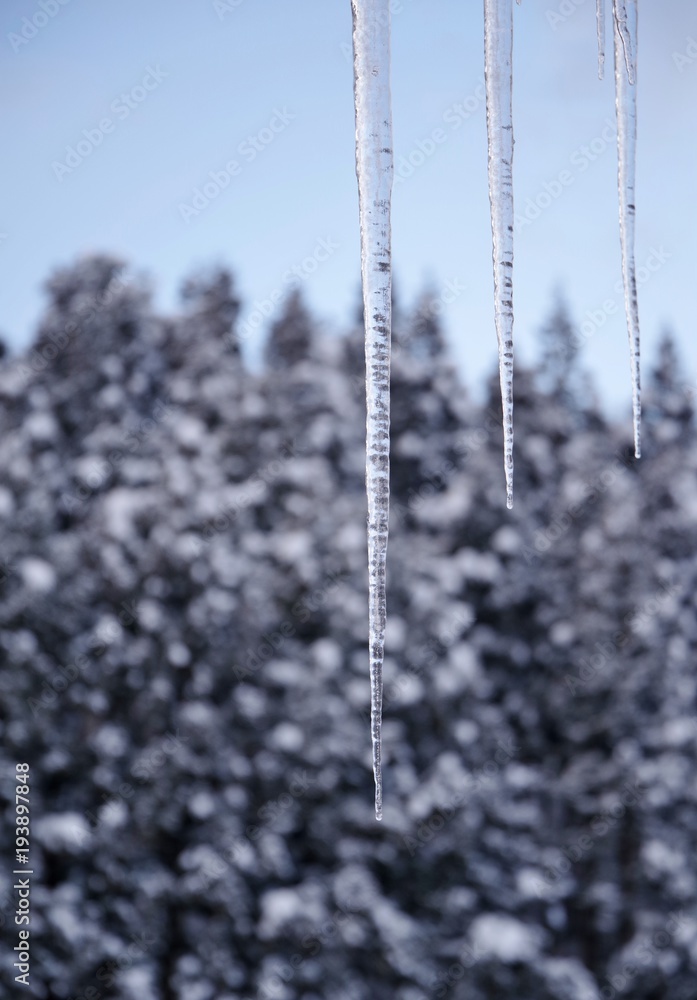 Fototapeta premium 雪景色とつらら