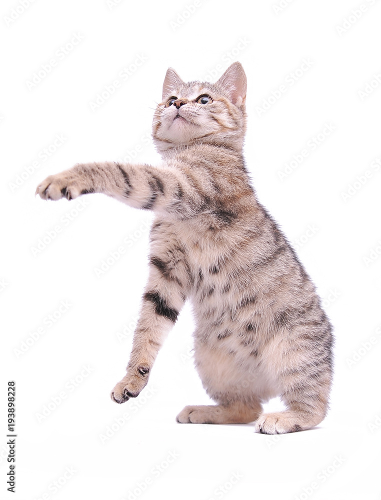Cute grey kitten isolated on white background 
