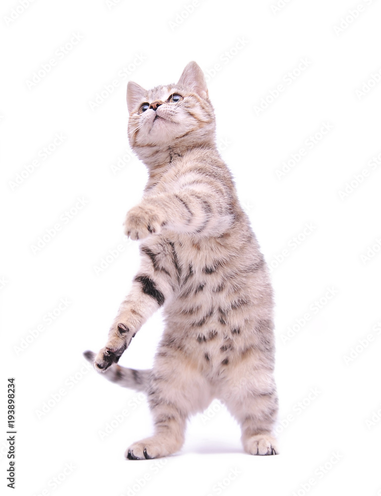 Cute grey kitten plays. Isolated on white background
Cute grey kitten plays. Isolated on white background