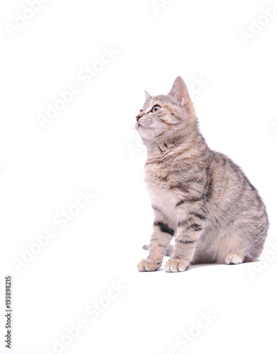 Cute grey kitten isolated on white background 