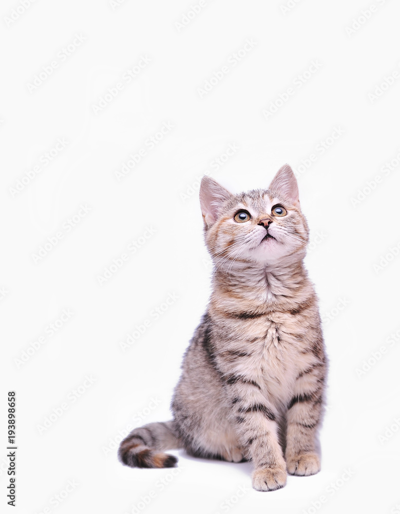 Cute gray kitten isolated on white background Cute gray kitten isolated on white background