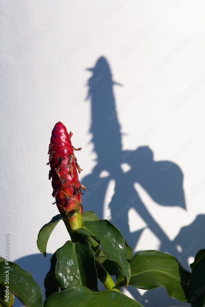 A flower in the form of a phallus.