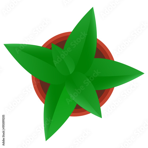 Green plant with green leaves in flowerpot from above - vector illustration