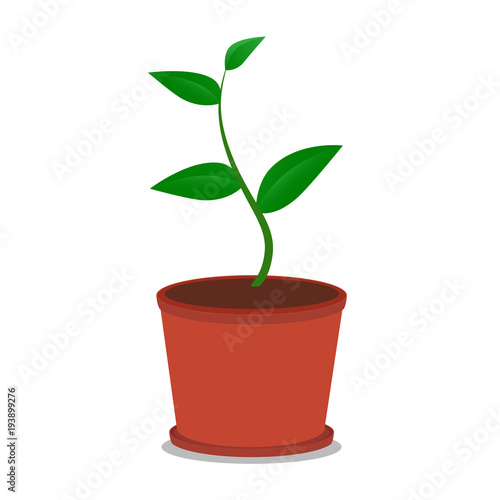 A green plant growing from a pot and soil. Illustration of a green organic plant.