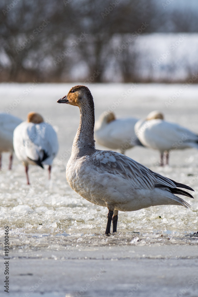 snow goose on snow in the morning snow goose on snow in the morning