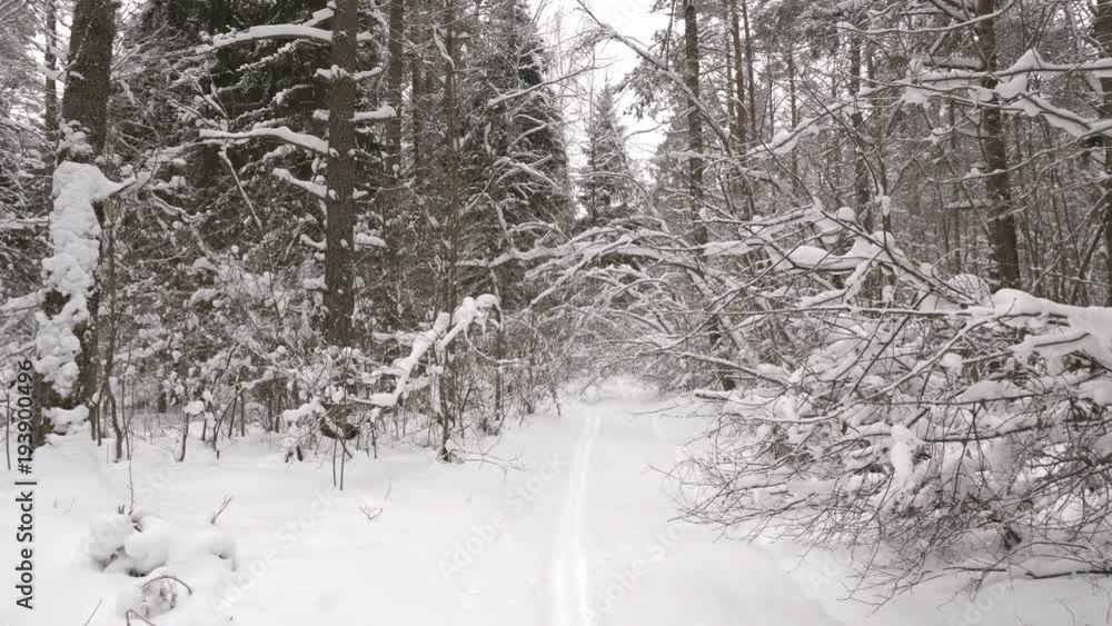 Video shot of walk along path in winter snow forest
Video shot of walk along path in winter snow forest