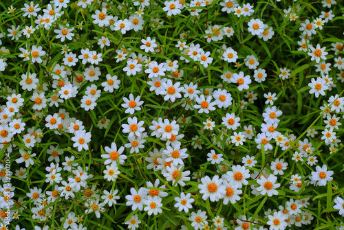 flower field texture background