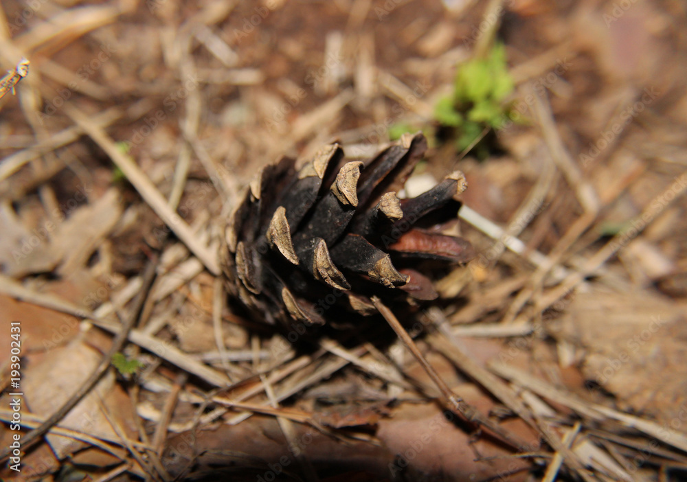 Cones macro Cones macro