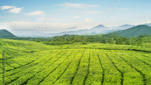 Beautiful tea plantation at morning misty © Creativa Images