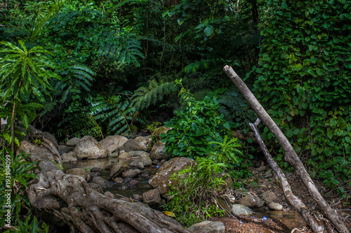 Manoa Falls trail