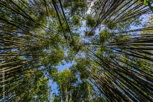 baboo forest in sunlight again blue sky