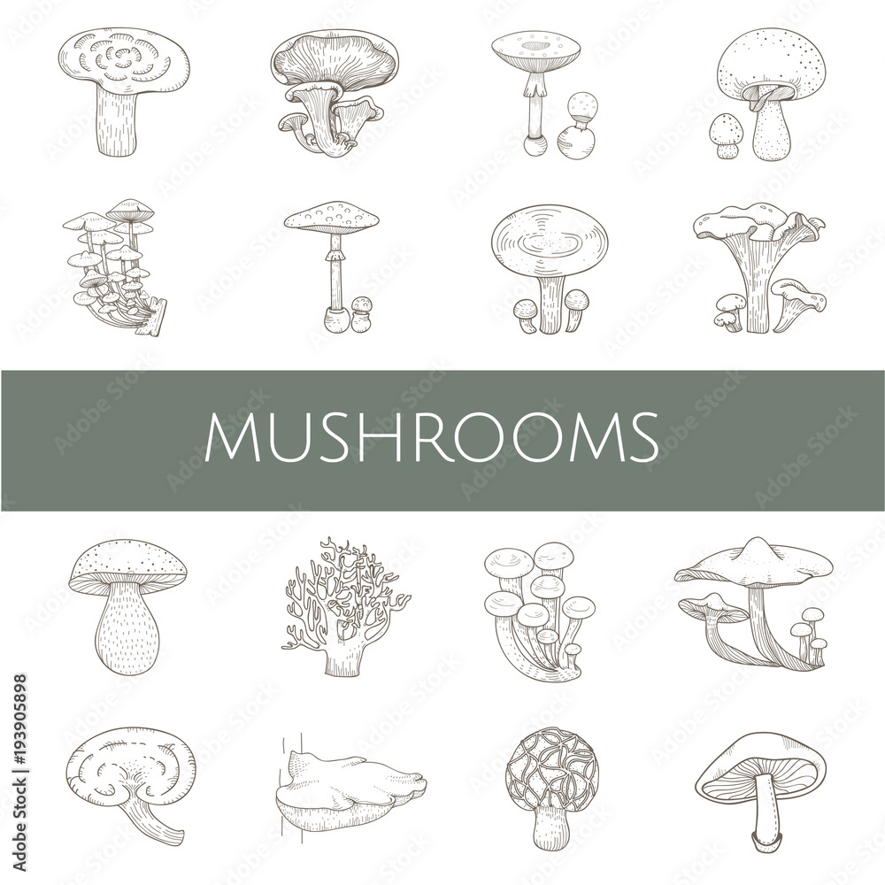 Illustration of mushroom set Illustration of mushroom set