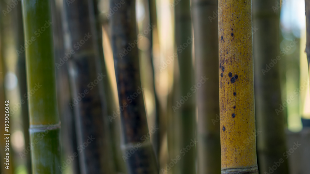 Obraz premium Bamboo Pattern 02