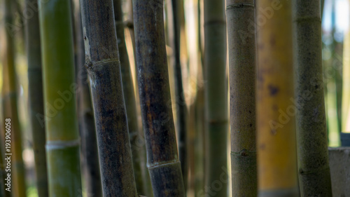 Bamboo Pattern 03