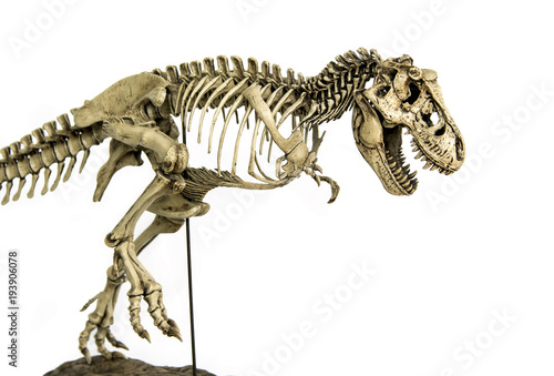 Skeleton Famous Dinosaurs of Cretaceous Tyrannosaurus Rex ( t-rex ) isolated on white background.