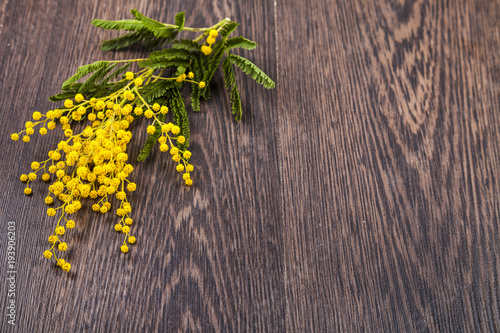 Yellow mimosa on a wooden background.