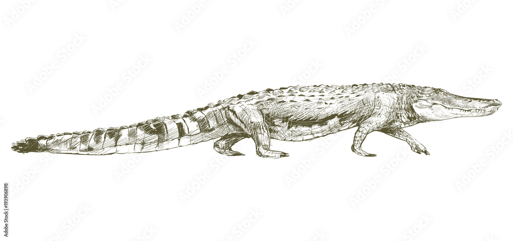 Naklejka premium Illustration of alligator